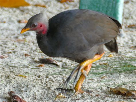 Micronesian Megapode - eBird