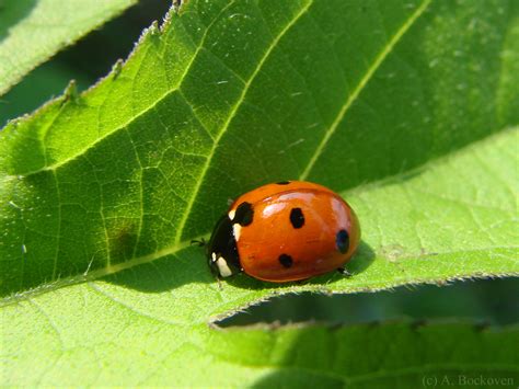 Lady Bugs | 6legs2many