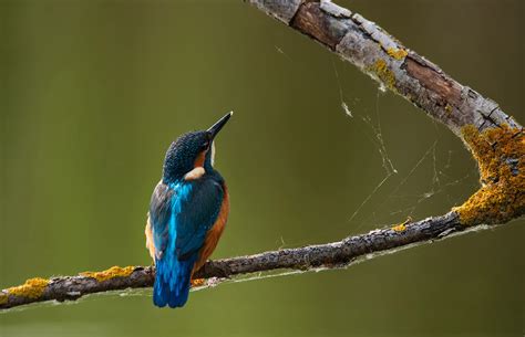 10 Wildlife Photography Tips for Beginners