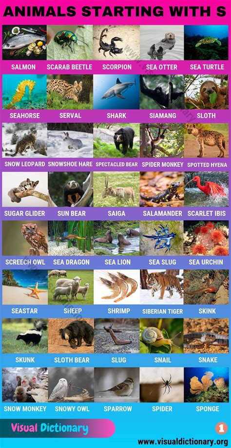 Turn Your Alphabet Using Animals List Of Names Into A High Performing ...