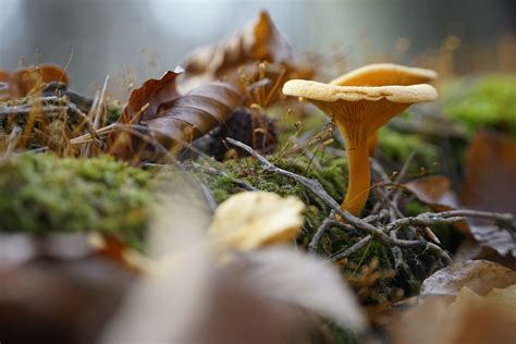 Girolles séchées - Qualité premium