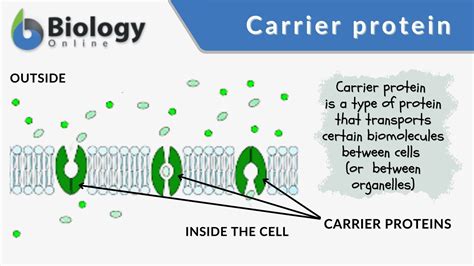 Carrier protein - Definition and Examples - Biology Online Dictionary