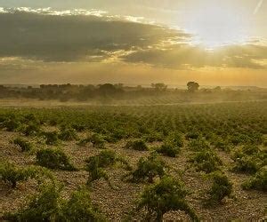 Toro, Castilla y Leon - Spain Wine Region | Wine-Searcher