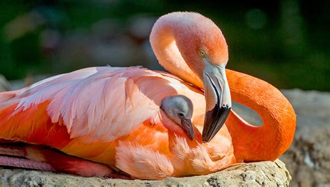 American flamingo | San Diego Zoo Kids