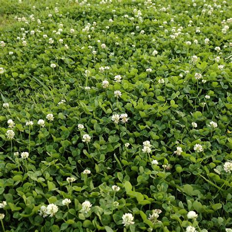 Clover Seed Lawn | ubicaciondepersonas.cdmx.gob.mx