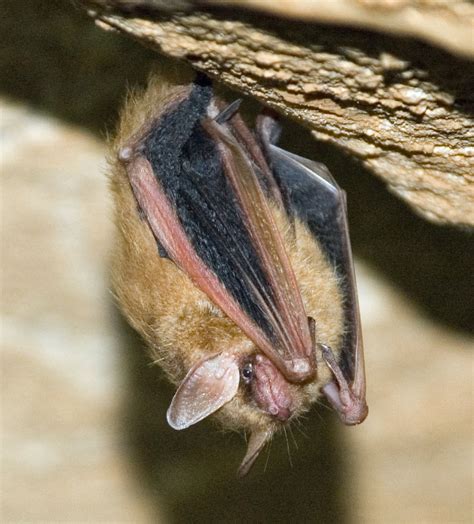 Bats in Caves (U.S. National Park Service)