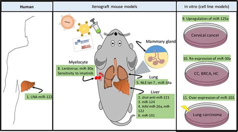 RNAs as novel therapeutic strategies in cancer metabolism. Targeting ...