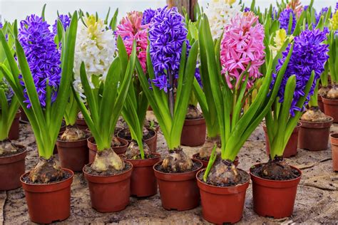 Hyacinths for Christmas & other festive bulbs - The English Garden