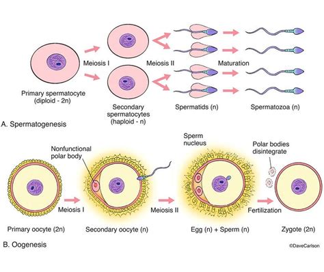 Evolution & Genetics | Carlson Stock Art Biology Notes, Science Notes ...