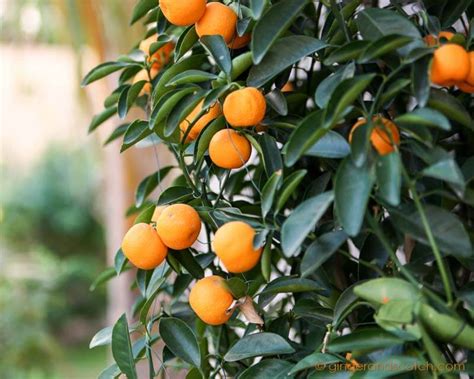 Garden - Mandarin Orange tree - Ginger and Scotch