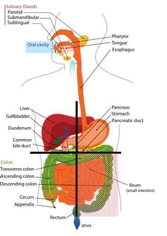 Right Upper Quadrant Pain | Health | Patient