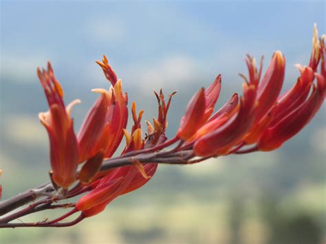 harakeke flower | Flax flowers, Flowers, Plant nursery