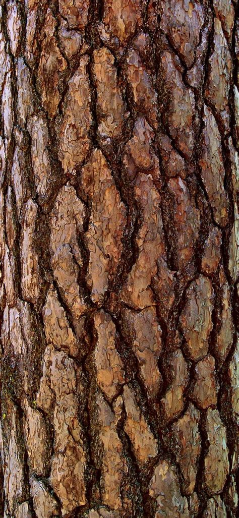 17 Best images about Nature -Tree - Bark on Pinterest | Trees, Tulip ...