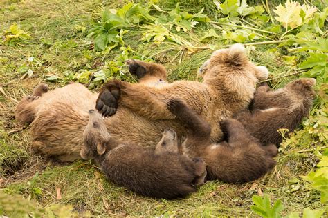 Kodiak bear cubs and sleeping mom | 3 bear cubs cuddling up … | Flickr