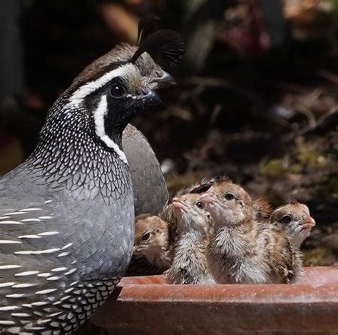 California Quail and Adorable Chicks - intoBirds