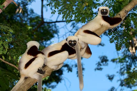 Coquerel's Sifaka Lemur - Propithecus coquereli - Profile - Primates Park