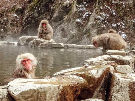 Snow Monkey Pass in Nagano, Japan Guide + Photos 2024 - Plan My Japan