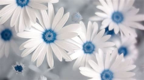 Blue Wallpaper with White Flowers - WallpaperSafari