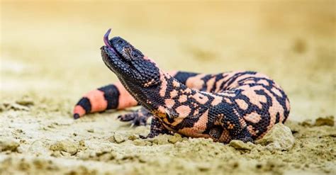 Are Lizards Poisonous? And 3 Types of Venomous Lizards - A-Z Animals