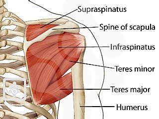 Rotator Cuff Mechanics | ShoulderDoc