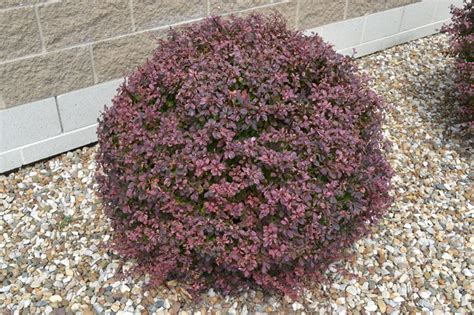 Crimson Pygmy Barberry is a Deciduous Shrub with Dark Purple Leaves.