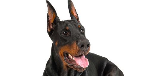 Doberman Ear Cropping - How It Affects Your Dog (2023)