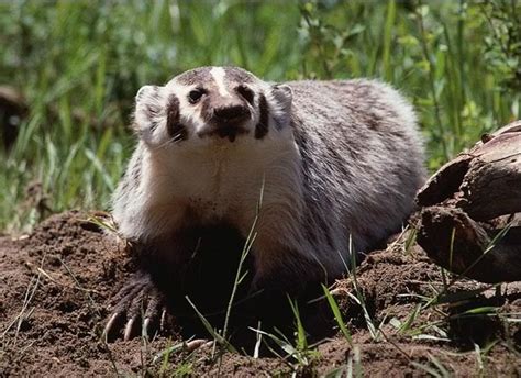 Badger Facts - Animal Facts Encyclopedia