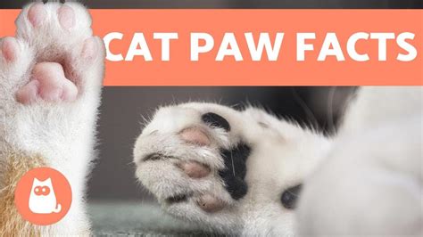 swollen cat paw no pain - Handbasket Weblogs Slideshow