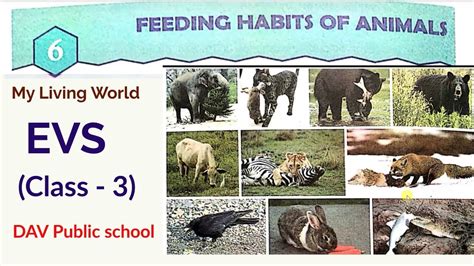 Feeding habits of animals, EVS, Science, Class III, DAV, chapter 6, My ...