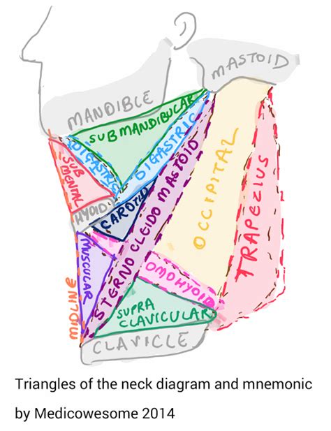 Triangles of the neck diagram and mnemonic | Basic anatomy and ...