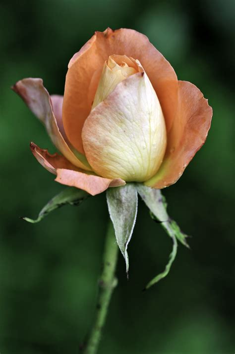 Close-up of orange rose bud opening | Close-up of a peach co… | Flickr