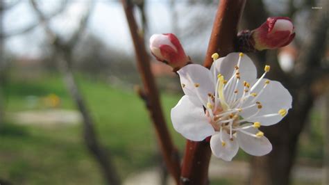 Apricot blossom wallpaper - Flower wallpapers - #12240