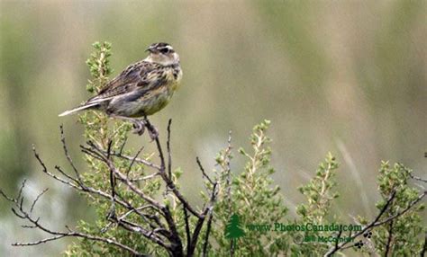 PhotosCanada.com Gallery :: Grasslands Birds, Canada - Canadian ...