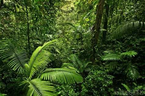 Plants and their adaptations - Tropical Rainforest