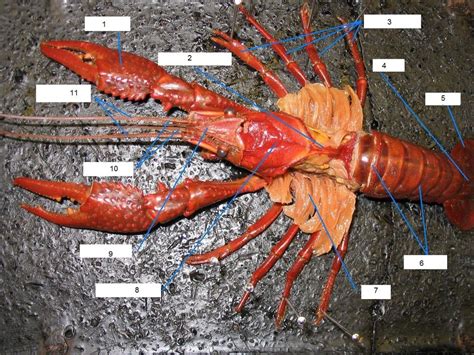 Crayfish Dissection Labeled