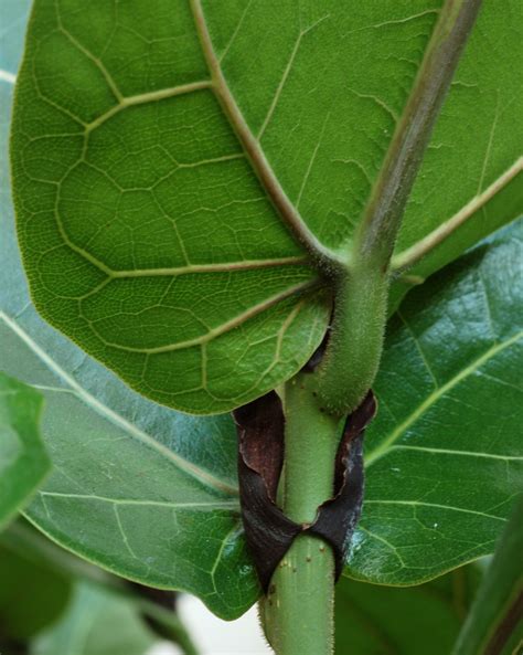 auricled obovate leaves, fiddle leaf fig | With stout pubesc… | Flickr