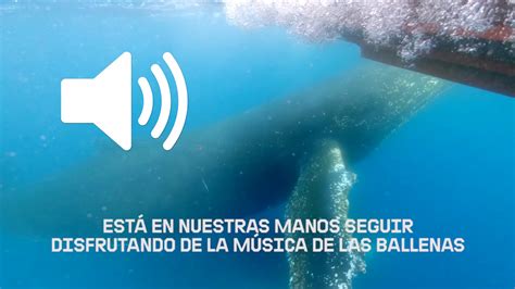 ¿Qué sonido hace la ballena azul? | Actualizado junio 2024