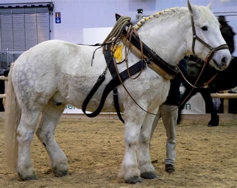 The Percheron Horse - Learn About Horses