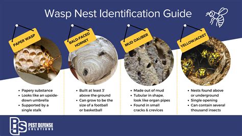 Bee, Wasp & Hornet Nest Removal | Pest Defense Solutions El Paso