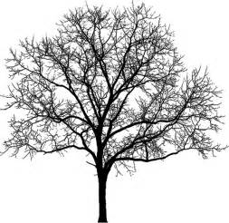 Dead Tree - Symbol of Decay and the Cycle of Life