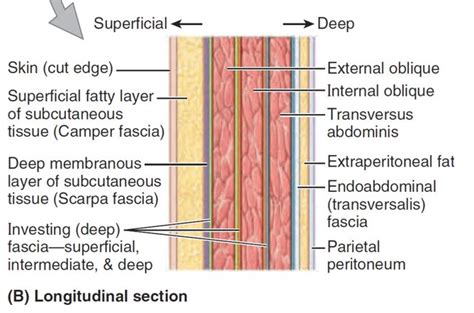 Scarpa’s fascia, or stratum membranosum abdominis, is the deep ...