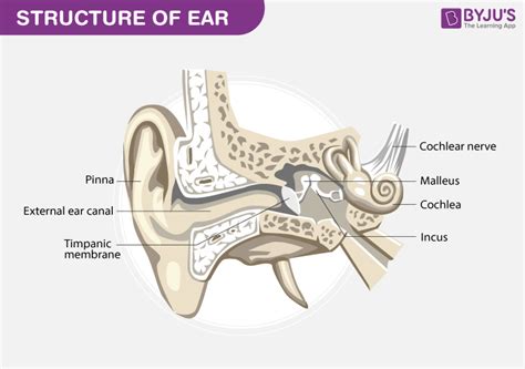 Structure of Ear: Anatomy and Physiology