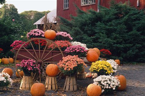 How to Plant Mums in Real Pumpkins