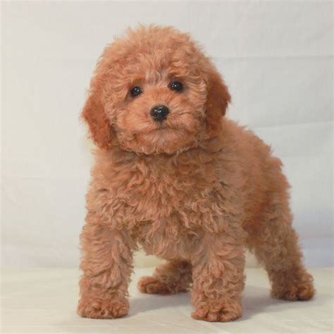 23+ Poodle Mini Toy Apricot - l2sanpiero