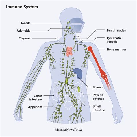 The immune system: Cells, tissues, function, and disease