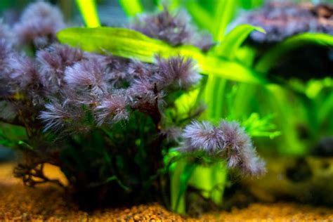 Aquarium Algae Types: How to Identify and Control