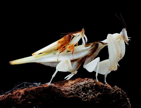 Secrets of the Orchid Mantis - The New York Times