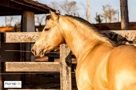 Buckskin Horse Facts, Origins & Colors (W/ Pictures & Videos)