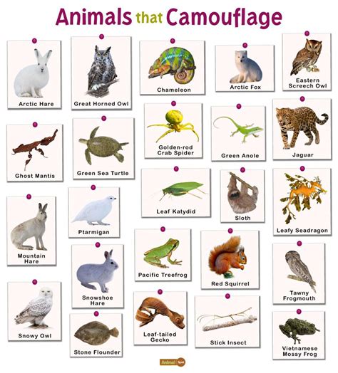 Animals that Camouflage: List and Facts with Pictures