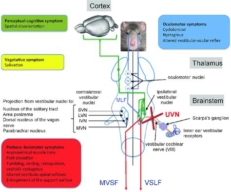 Anatomo-functional organization of the central vestibular system and ...